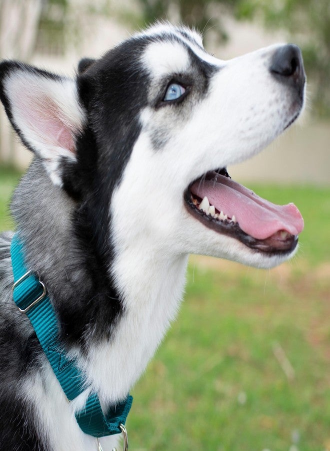 كانتري بروك ديزاين طوق مارتينجال للكلاب من كانتري بروك بيتز - طوق تدريب شديد التحمل بدون مشبك - طوق كلاب خدمة لجميع الجراء - أكثر من 10 ألوان رائعة (أزرق مخضر، 1 بوصة، متوسط) - Image 2